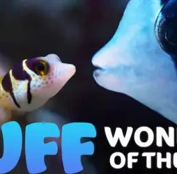 Puff wonders of the reef 2021 dual audio hindi org 720p nf web dl h264 aac 450mb esub 660x330 1 - DesireMovies, DesireMovies2.My